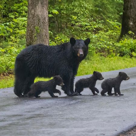 Bear End Villa Sevierville Eksteriør billede
